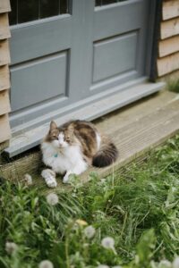 landelijk wonen voordeur kat